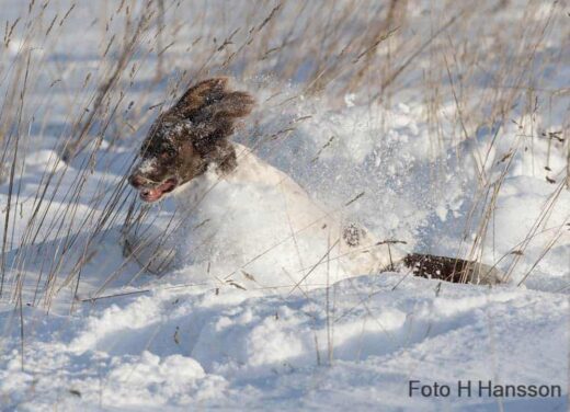 Spaniel i snödrivorna