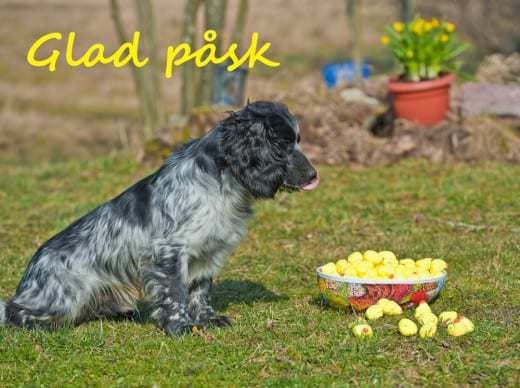 Glad Påsk önskar JSK