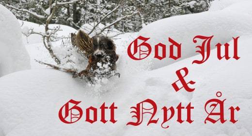 vinter spaniel GJ
