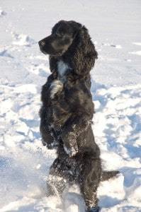 Intresserad cocker
