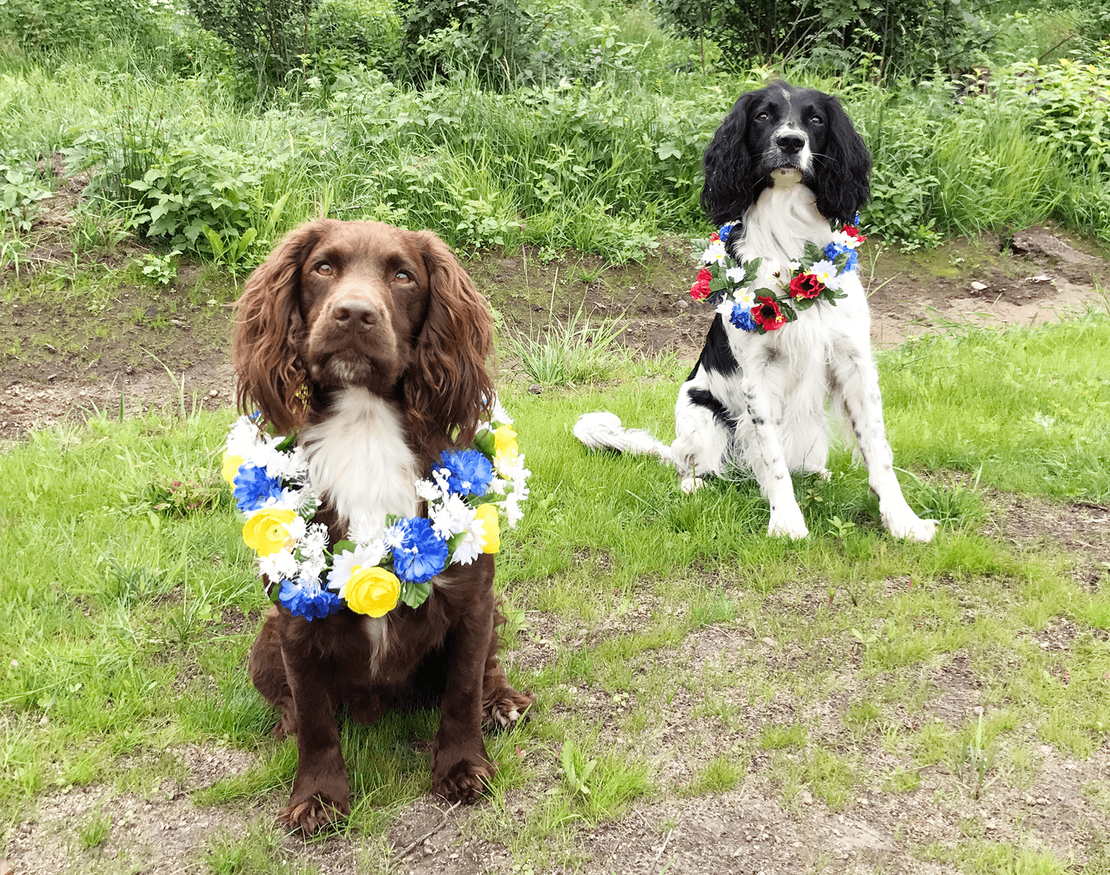 Glad midsommar!