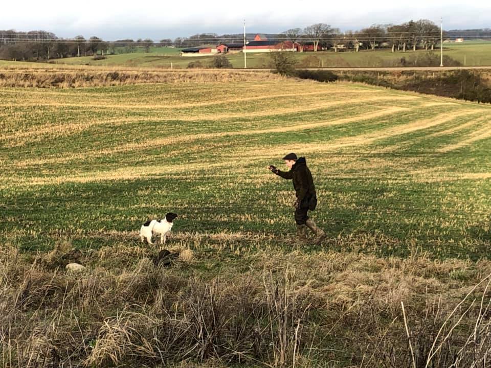 VALPKURS FÖR SPRINGER & COCKER VÅREN 2019