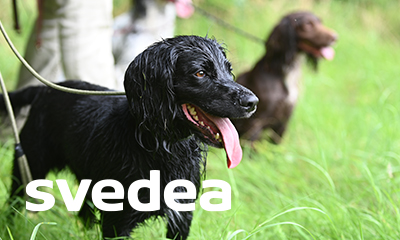 DIGITALA FÖRELÄSNINGAR MED SVEDEA – LÄR KÄNNA DIN HUND i 4 delar